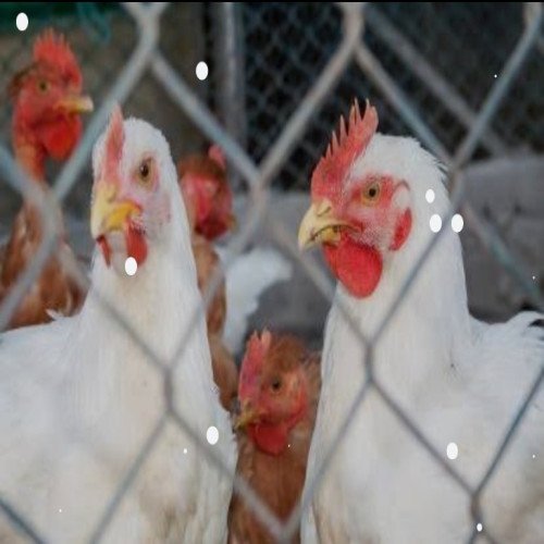 होली में मुर्गा खाने वाले सावधान!